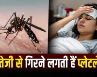 डेंगू में प्लेटलेट्स कब घटने लगती हैं? जानिए कब बढ़ता है खतरा और किन लक्षणों को न करें नजरअंदाज