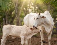 बहुला चौथ आज, संतान की लंबी उम्र और सुख-समृद्धि की कामना कर माताओं ने रखा व्रत