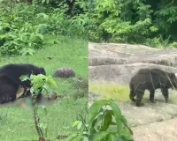 Kanker News: भालू के हमले से कांकेर में दहशत, दो ग्रामीणों की मौत; रेस्क्यू के दौरान वनकर्मियों पर भी हमला