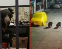 रात के सन्नाटे में किचन से आई आवाज… दरवाजा खोला तो सामने था भालू! कॉलोनी में दरवाजे तोड़ने की कोशिश