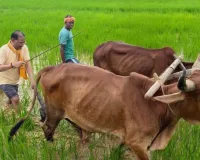 CM की कुर्सी से सीधे खेत तक! बगिया में बैलों संग हल चलाते दिखे विष्णुदेव साय, बोले- ‘खेती मेरे लिए सिर्फ काम नहीं, जीवन का संस्कार’