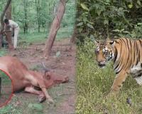 मोहला-मानपुर में बाघ का आतंक: खेत में बैल को बनाया शिकार, वनकर्मियों से आमना-सामना; पकड़ने के लिए लगाए गए ट्रैप कैमरे