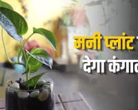 Money Plant Vastu: घर में मनी प्लांट रखने के बाद भी नहीं बढ़ रही बरकत? इन वास्तु मान्यताओं का रखें ध्यान