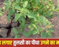 Tulsi Plant Religious Significance: घर में अपने आप उग आए तुलसी का पौधा क्या देता है संकेत? जानें धार्मिक मान्यता