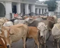 सड़कों पर मवेशी, हादसों का डर… अब पशुओं को लेकर प्रशासन के दरवाजे पहुंचे ग्रामीण, अफसर रह गए हैरान!