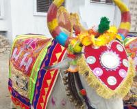 पोला पर्व आज: बैलों की पूजा से गूंजेगा छत्तीसगढ़, गांव-शहर में दिखेगी लोक परंपरा की झलक