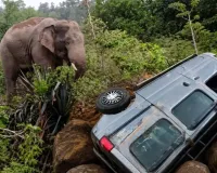 Surajpur Elephant Attack: सड़क पर आया ‘कबरा-काना’, कार को कई बार पलटा; तमोर पिंगला में हाथी की दहशत से ग्रामीण परेशान