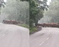 सड़क पर दिखा हाथियों का कुनबा, शावकों संग निकला जंगल की ओर काफिला; वन अमले ने थामा ट्रैफिक 