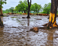 अस्थाई गौठान में 48 घंटे में 31 से अधिक मवेशियों की मौत, कीचड़ में दम तोड़ते रहे बेजुबान