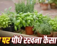 Plants on Terrace Vastu: छत पर गमले रखने से पहले जान लें वास्तु के ये नियम, इन दिशाओं में पौधे रखना माना जाता है बेहतर