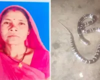 CG News: घर में सो रही महिला सरपंच को करैत ने डसा, रात में बिगड़ी तबीयत; अस्पताल में इलाज के दौरान मौत