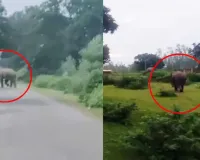 मरवाही में हाथियों की आहट से ग्रामीण सतर्क, 7 जगह फसलों को नुकसान… वन विभाग ने बढ़ाई निगरानी