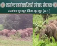 CG News: सूरजपुर में 12 हाथियों का डेरा, खेतों में फसलें बर्बाद होने से किसान परेशान; वन विभाग ने जारी किया अलर्ट