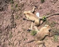 फसल बचाने के लिए चलीं गोलियां… खेतों में बिखरी मिलीं 22 लाशें, गांव में सनसनी