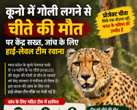 कूनो नेशनल पार्क में चीते की मौत से मचा हड़कंप, केंद्र ने शुरू कराई उच्चस्तरीय जांच