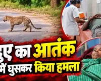 Dhamtari Leopard Attack: धमतरी में तेंदुए का खौफ! घर के अंदर घुसकर तीन लोगों को किया घायल, ग्रामीणों में डर का माहौल