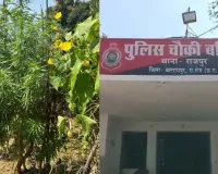 खेत में फसल की आड़ में उगा रहा था गांजा! पटवारी की सूचना पर पुलिस की दबिश, 112 पौधे जब्त; आरोपी गिरफ्तार