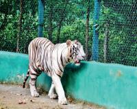 300 करोड़ स्वाहा, फिर भी पर्यटक नदारद: बाघ-शेर पालने अब उद्योगपतियों के आगे हाथ फैलाएगा वन विभाग