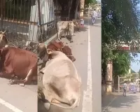 Raipur News: न्याय के लिए कलेक्ट्रेट पहुंचा पीड़ित, परिसर में मवेशी बांधकर जताया विरोध; भारतमाला मुआवजे का मामला