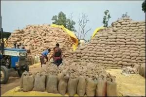 करोड़ों का धान पुराने बकाये में समायोजित, मिलरों को फायदा, अफसरों की लापरवाही से मार्कफेड को भारी नुकसान