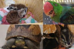 एयरपोर्ट पर वन्यजीव तस्करी का पर्दाफाश, दुर्लभ खरगोश, तोते और कछुए बरामद, दो विदेशी यात्री गिरफ्तार