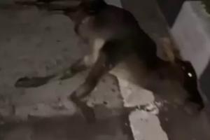 बिलासपुर में फिर सड़क पर मौतें: अज्ञात वाहन ने 18 गायों को कुचला, हाईकोर्ट के आदेश भी बेअसर