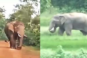 गरियाबंद में दंतैल हाथियों का आतंक: फिंगेश्वर-पांडुका क्षेत्र के 30 गांवों में हाई अलर्ट, वन विभाग सतर्क