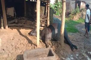 रायगढ़ में हाथी ने मचाया जमकर उत्पात: घर तोड़ा, भैंस को मार डाला, एक बोरी धान खा गया, ग्रामीणों में दहशत