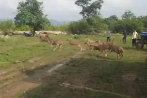 रायपुर जंगल सफारी से 35 हिरणों की रिहाई: उदंती सीतानदी टाइगर रिजर्व में 'Prey Base Augmentation' की पहल