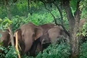CG News: मनेंद्रगढ़ में हाथियों का आतंक, युवक की मौत, फसल और मकानों को भारी नुकसान