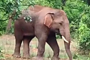 रायगढ़ में हाथियों का कहर: 170 हाथियों ने 32 किसानों की फसल रौंदी, मकान गिराया, बाल-बाल बचा ग्रामीण