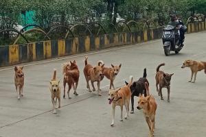 नगर निगम की नाकामी उजागर: आवारा कुत्तों पर काबू नहीं, अब निजी एजेंसियों को सौंपा जाएगा जिम्मा
