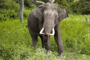 जंगली हाथी का कहर जारी, बाड़ी में सो रहे परिवार पर हमला, महिला की मौत, बच्चे घायल