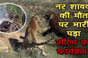 नर शावक की मौत पर भारी पड़ा वीआईपी मूवमेंट, हफ्ते भर जंगल में सड़ती रही लाश और चैन की नींद सोते रहे वन अफसर