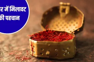 केसर असली है या नकली, कैसे करें पहचान? ये तरीके आएंगे काम