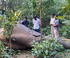रायगढ़ जिले में फिर हाथी के बच्चे की मौत, संदिग्ध कारणों की जांच जारी