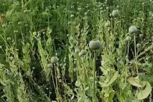 दुर्ग में मक्के की आड़ में अफीम की खेती का भंडाफोड़, भाजपा नेता के खेत में पुलिस की रेड, मचा हड़कंप