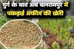 दुर्ग के बाद अब बलरामपुर में अफीम की खेती का खुलासा, 5 एकड़ में लहलहा रही थी नशीली फसल