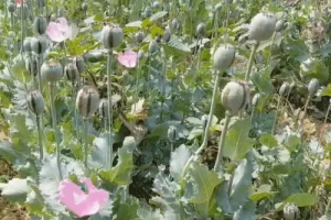 CG Crime Alert: रायगढ़ के तमनार में डेढ़ एकड़ में उग रही थी अफीम, झारखंड कनेक्शन आया सामने, 15 दिन में चौथा बड़ा खुलासा