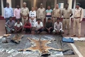 Tiger Poaching Case: 3 साल के युवा बाघ की दर्दनाक मौत, सिस्टम पर उठे सवाल, वन अधिकारी निकला शिकारी गिरोह का सदस्य, 9 आरोपी गिरफ्तार