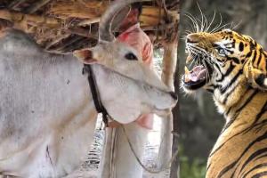 छत्तीसगढ़–महाराष्ट्र बॉर्डर पर बाघ का खौफ: खेत में काम कर रहे ग्रामीणों को दौड़ाया, पेड़ पर चढ़कर बची जान