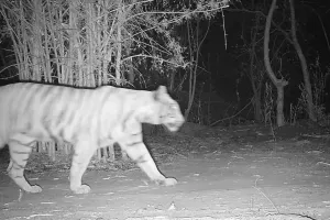 कैमरे में कैद हुआ बाघ: उदंती-सीतानदी टाइगर रिजर्व में बढ़ी हलचल, वन विभाग में उत्साह