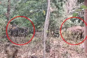 Ambikapur Elephant Alert: तीन अलग-अलग दिशाओं में घूम रहा 14 हाथियों का झुंड, लोगों की बढ़ी चिंता