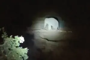 खेत से फार्महाउस तक कहर: रामानुजगंज में हाथियों का उत्पात, 3 एकड़ फसल बर्बाद, लोगों में डर का माहौल