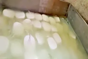 रायपुर में ‘धीमा जहर’ का खेल: 1200 किलो नकली पनीर जब्त, केमिकल से बन रहा था जहर, 4 साल में लिवर सिरोसिस और कैंसर का खतरा