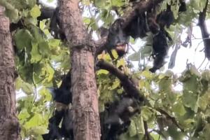 बलरामपुर में गर्मी का कहर! सैकड़ों चमगादड़ों की मौत के बाद हरकत में आया प्रशासन
