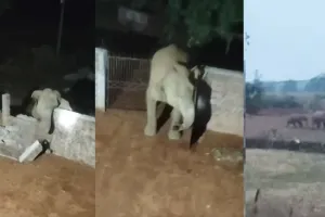 Mainpat Elephant: मैनपाट में 14 हाथियों का हमला, घर तोड़े-फसलें रौंदी, दहशत में रातभर जाग रहे ग्रामीण