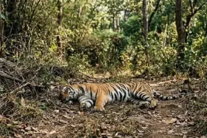 उत्तराखंड में बाघों और गुलदारों पर मंडरा रहा खतरनाक वायरस का खतरा, वन विभाग ने जारी किया हाई अलर्ट
