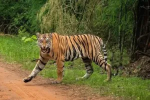 चंद्रपुर में ‘आदमखोर’ का खौफ: तेंदू पत्ता तोड़ने गई 4 महिलाओं को बाघ ने बनाया शिकार, मौत 