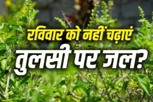 Tulsi Puja Rules: रविवार को भूलकर भी तुलसी जी पर न चढ़ाएं जल, वरना बढ़ सकती है घर की कलह